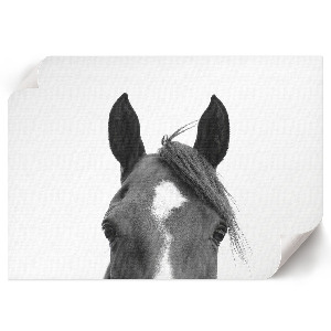 Plakat dekoracyjny Uszy konia