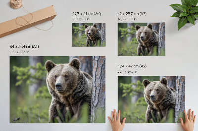 Plakat ścienny „Niedźwiedź w lesie”