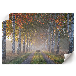 Plakat na ścianę z motywem leśnej alei