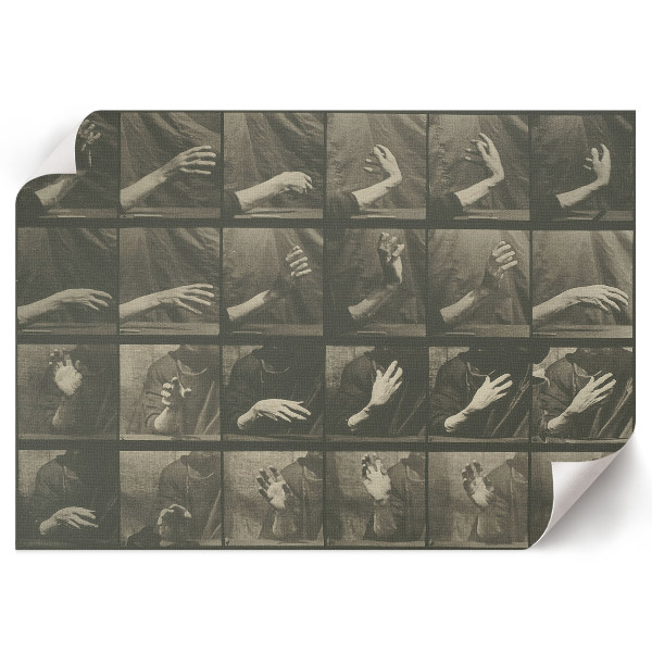 Plakat na płótnie Lokomocja zwierząt