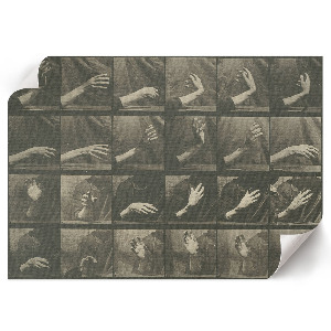 Plakat na płótnie Lokomocja zwierząt