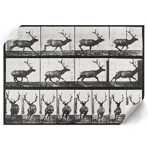 Plakat na ścianę Lokomocja zwierząt