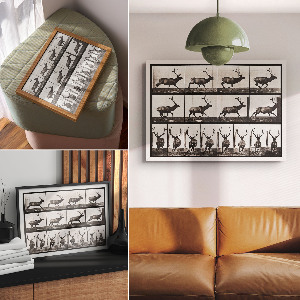 Plakat na ścianę Lokomocja zwierząt