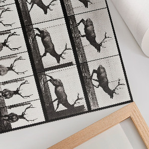 Plakat na ścianę Lokomocja zwierząt