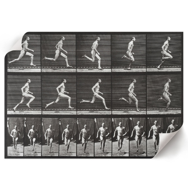 Plakat ścienny Lokomocja zwierząt