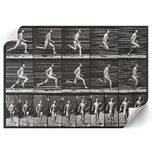 Plakat ścienny Lokomocja zwierząt