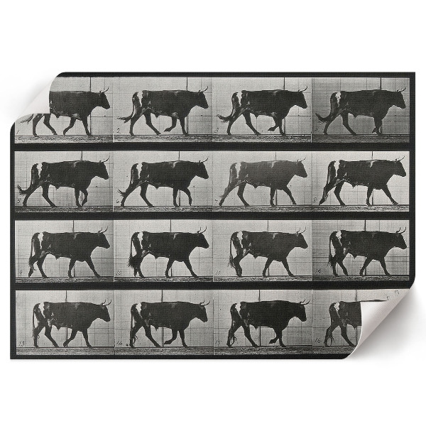 Plakat na płótnie Byk w marszu