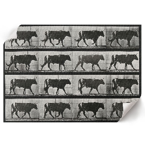 Plakat na płótnie Byk w marszu