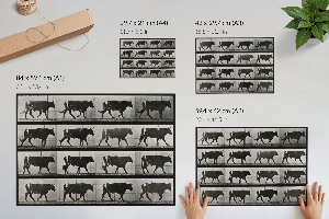 Plakat na płótnie Byk w marszu