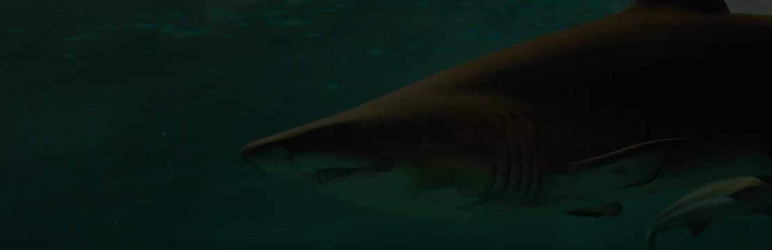 Plakaty zwierzęta morskie 